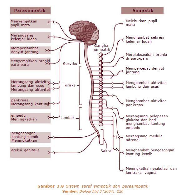 sistem saraf perifer